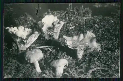 13x Foto im Wald mit diversen Mushrooms Pilz-Sorten Fertig zum Pflücken um 1930