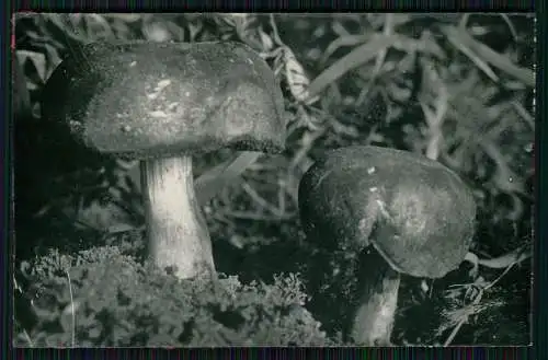 13x Foto im Wald mit diversen Mushrooms Pilz-Sorten Fertig zum Pflücken um 1930