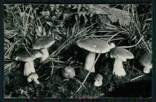 13x Foto im Wald mit diversen Mushrooms Pilz-Sorten Fertig zum Pflücken um 1930