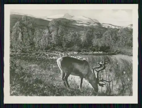 10x Foto Grotli Kommune Skjåk Norwegen Norge Provinz Innlandet 1941