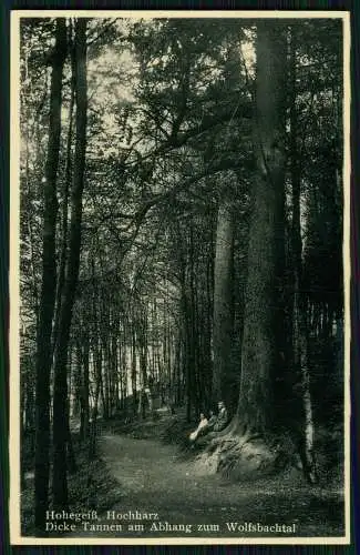 AK Hohegeiß Braunlage im Oberharz, Dicke Tannen am Abhang zum Wolfsbachtal 1933