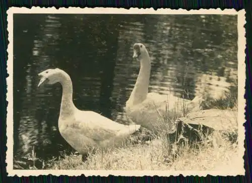 15x Foto Sanssouci Berlin Potsdam in Brandenburg Soldaten und andere Motive 1939