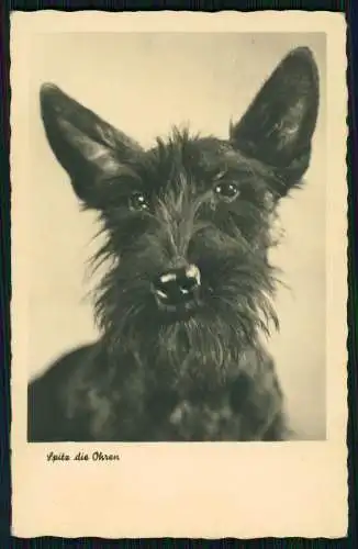 AK Junger schwarzer Terrier Hund - Spitz die Ohren - 1950 DDR nach Köln gelaufen