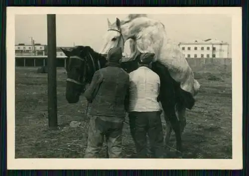 Foto Pferd Deutsche Wehrmacht Focșani Fokschan Rumänien, Pferdedecken 1942-43