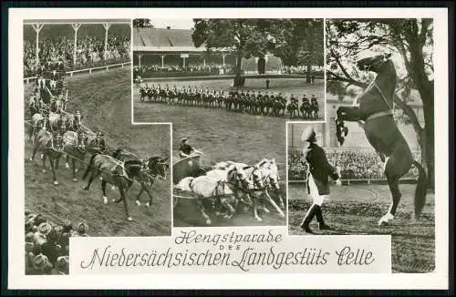 Echt Foto AK Hengstparade Niedersächsisches Landgestüt Celle 1940