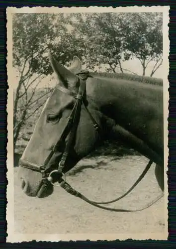 3x Foto Soldat Wehrmacht mit seinem Pferd Ukraine 1941 Info Rückseite