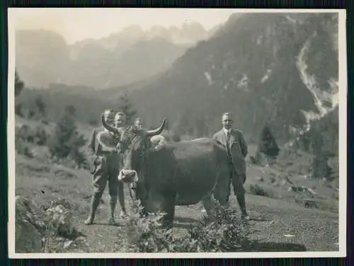 Foto Telfes im Stubai Tirol Kuh mit Hörner Almgasthof Schlickeralm 1937