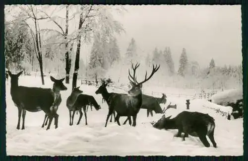 11x alte Foto AK Harz Diverse Winter Ansichten - Info Rückseite der Karten