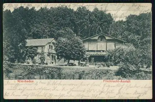 AK Wiesbaden in Hessen, Fischzucht Anstalt 1906 gelaufen