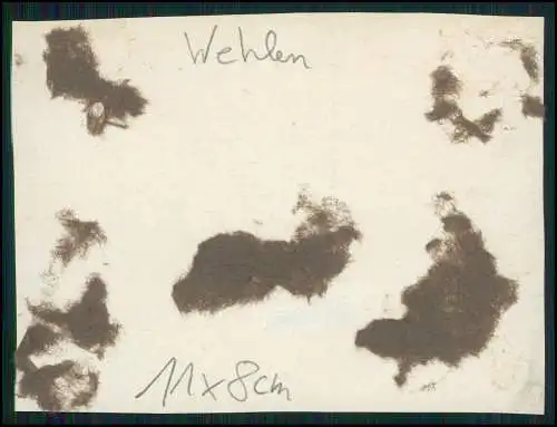 Foto Wehlen an der Elbe Sachsen, Hotel Restaurant Deutsches Reich 1915-20