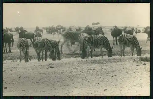 5x Foto 11x9cm - Lüderitz Namibia Deutsch-Südwestafrika 1929 Dorfbewohner Jagd