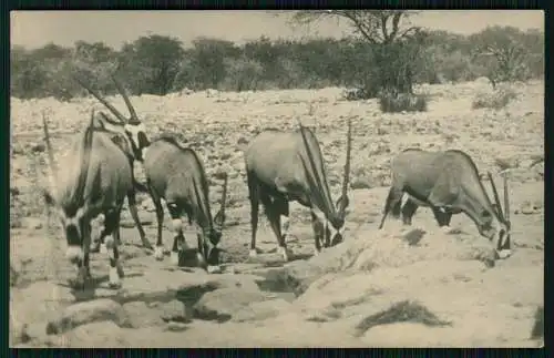 5x Foto 11x9cm - Lüderitz Namibia Deutsch-Südwestafrika 1929 Dorfbewohner Jagd