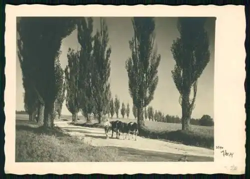7x Foto AK - Kunstverlagsanstalt Bruno Hansmann Kassel - Ansichtskarten Natur