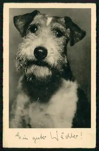 Echt Foto AK - Drahthaar Foxterrier - 1938 Stempel Mutter und Kind .... gelaufen