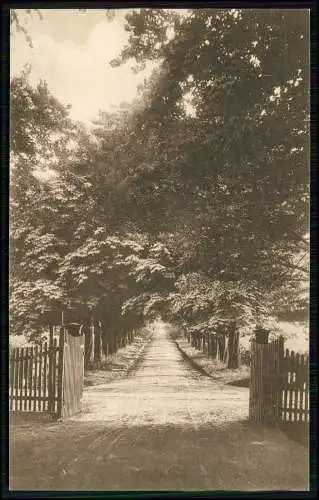 AK - Hessensteiner Allee bei Lütjenburg in Schleswig Holstein - um 1920