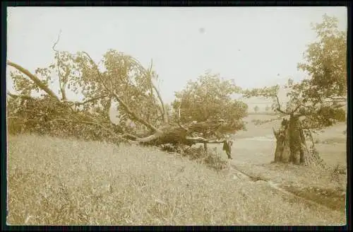 Foto - Baum ca. 200 Jahre im Sauerland - Blitzschlag mit Treffer - um 1910