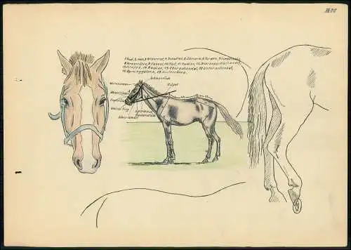 2x Kriegs-Zeichnung 30x21cm - Chris Porschen sign. Pferd Detail beschrieben 1943
