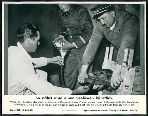 Apotheken-Bilderdienst 24x18 cm - So nährt man einen Seelöwen künstlich 1939