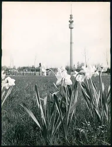 6x Großes Presse-Foto 24x18cm - am Westfalenpark in Dortmund Motive aus 1960er