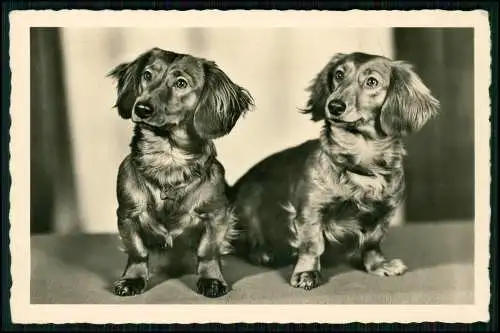 Foto AK - Hund Dackel Dachshund Teckel - Foto Heitze Berlin - Karte gelaufen