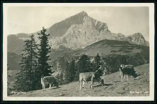 2x Foto AK - Alpspitze Wettersteingebirge Garmisch -Kühe Ochsen Rinder 1931 gel.