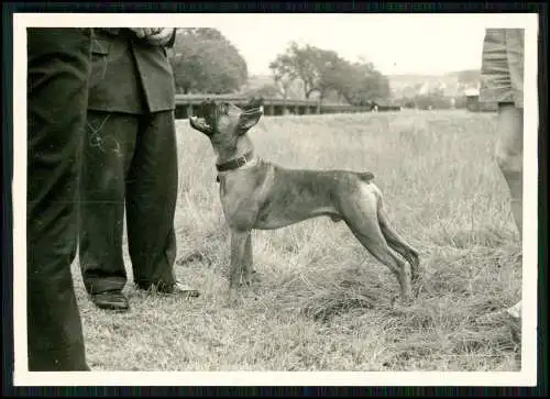 3x Foto - Opel Olympia Rekord Caravan - DO-AM-433 - 1950-60er - mit Hund Boxer