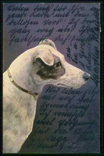 AK - Hund - Leutnant Wolf Ulanen-Regiment Nr. 14. - 1903 gelaufen