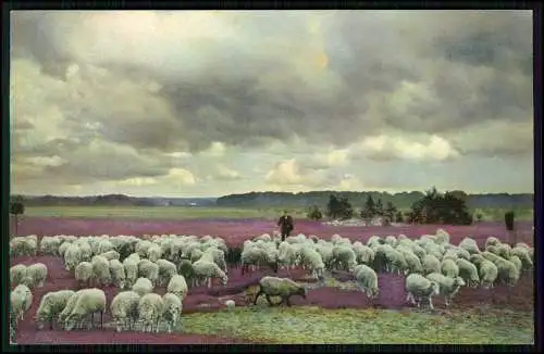 7x AK - Lüneburger Heide - Herde mit Schafe und andere Heide Ansichten - ab 1915