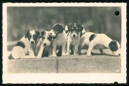 4x Echt Foto AK  - Terrier-Welpen Tierportrait - 1940 Feldpost gelaufen