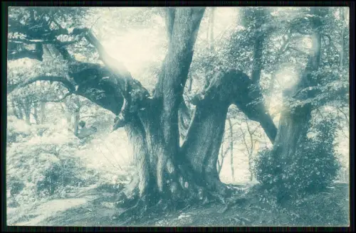 AK - Lübbecke in Westfalen - Linde auf dem Reineberg im Wiehengebirge 1910 gel.