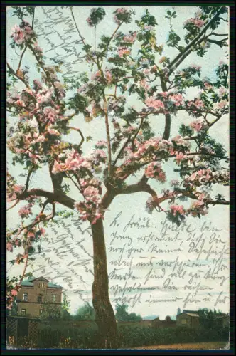 AK - Lühe Jork im Alten Land - Gruss aus dem Kirschenlande - 1908 gelaufen