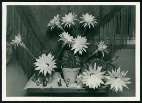 9x Foto 18x13cm - Blumen und anderes Grün - 1935 Rückseite Hand-beschrieben