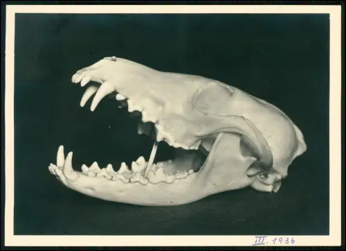 7x Foto 18x13cm u. kleiner - Tierpräparate Schädel von Waldtieren u. andere 1935