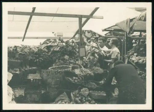 6x alte Foto 18x13cm - Villa Falconieri in Frascati Italien - und andere Rom