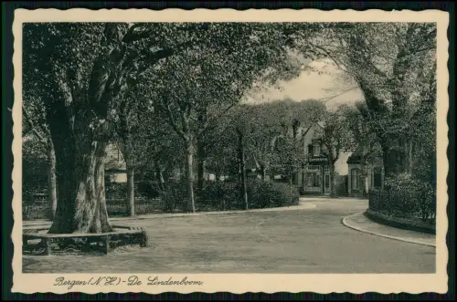 AK - Straße Geschäft und Lindenbaum in Bergen Nordholland Niederlande - um 1940