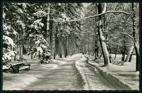 Foto AK - Königsfeld im Schwarzwald - Winterlandschaft Wald Bänke am Wegesrand