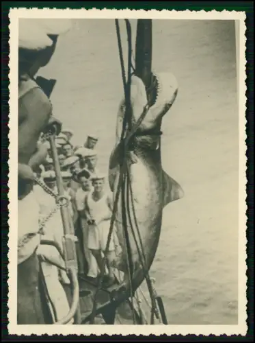 2x Foto - Kriegsschiff Seeleute großer Hai - an Bord gehievt Lagos Portugal 1937