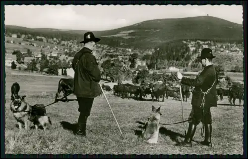 6x Foto AK - Braunlage Harz - Hirten mit Hunden Rinderherde Wurmberg und andere