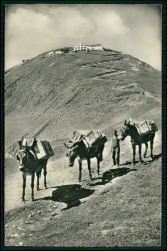 Foto AK - Grindelwald Hotel Faulhorn - Faulhornpost mit Gipfel Packpferde Lasten