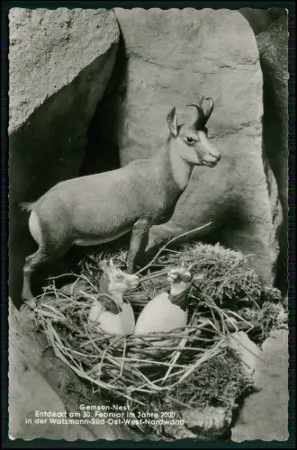 Foto AK - Original Gemsen-Nest - in der Watzmann Nordwand Mutter mit Kleintiere
