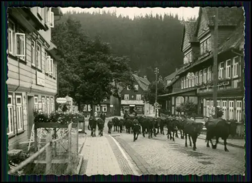 10x Foto - Altenau im Oberharz - Kühe ziehen durchs Fachwerkdorf - und andere