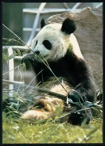 2x AK - Zoologischen Garten Berlin - Pandas Schnurz und Piepe - beliebte Tiere