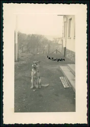 12x Foto 11x8cm- Koblenz Asterstein - Plateau Pfaffendorfer Höhe nahe Rhein 1943