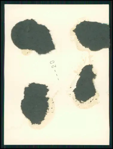 9x Foto 11x8cm- Koblenz Asterstein - Plateau Pfaffendorfer Höhe nahe Rhein 1944