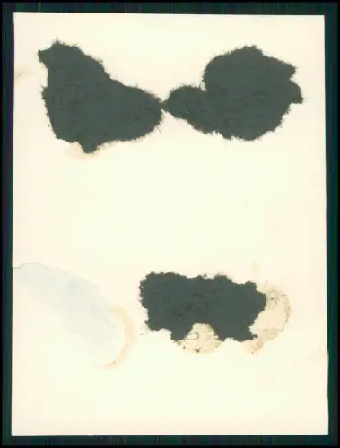9x Foto 11x8cm- Koblenz Asterstein - Plateau Pfaffendorfer Höhe nahe Rhein 1944
