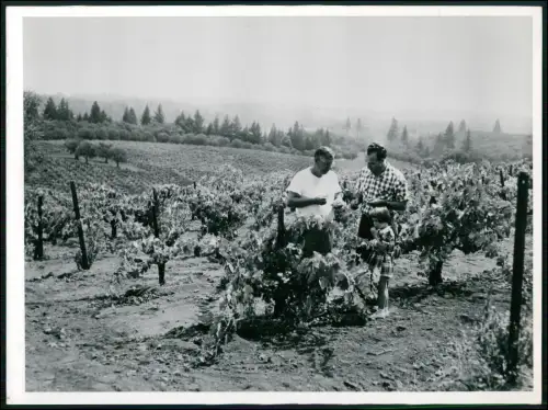 Foto 20x18cm  Kalifornischer Weinberg Männer prüfen Trauben im milden Klima 1957