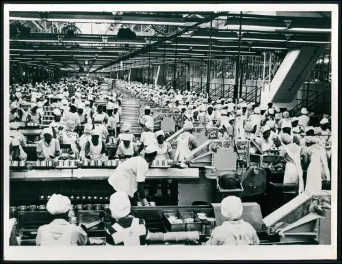 Foto 20x18cm Frauen verarbeiten Ananas - moderne Konservenfabrik auf Hawaii 1959