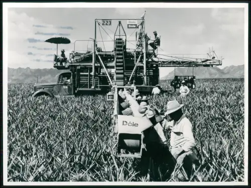 Foto 20x18cm Ananasernte Hawaii - Arbeiter beladen Förderband Dole-Maschine 1958