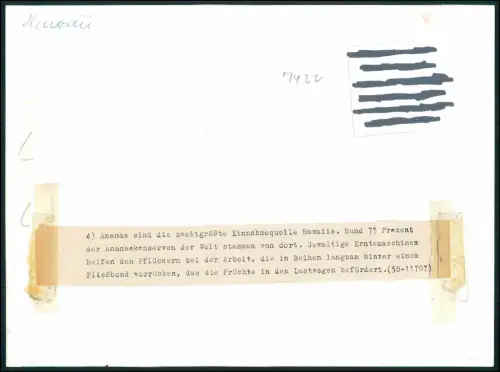 Foto 24x18cm Ananasernte Hawaii - Arbeiter beladen Förderband Dole-Maschine 1958
