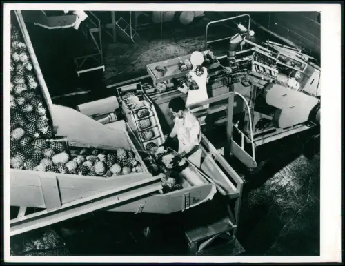 Foto 20x18cm - Ananasverarbeitung Hawaii Dame sortiert Früchte Förderanlage 1958